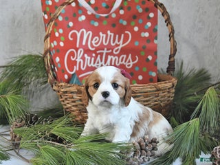Cavalier King Charles Spaniel dogs Tinsel - Ad 17