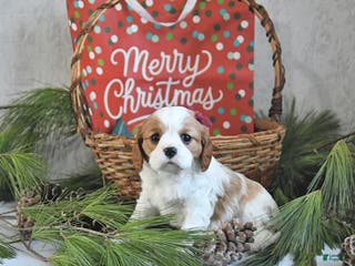 Cavalier King Charles Spaniel dogs Tinsel - Ad 24