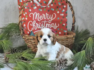 Cavalier King Charles Spaniel dogs Tinsel - Ad 40