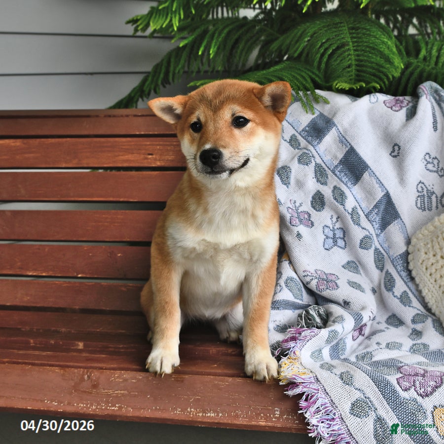 Shiba Inu dogs Danelle - Ad 2