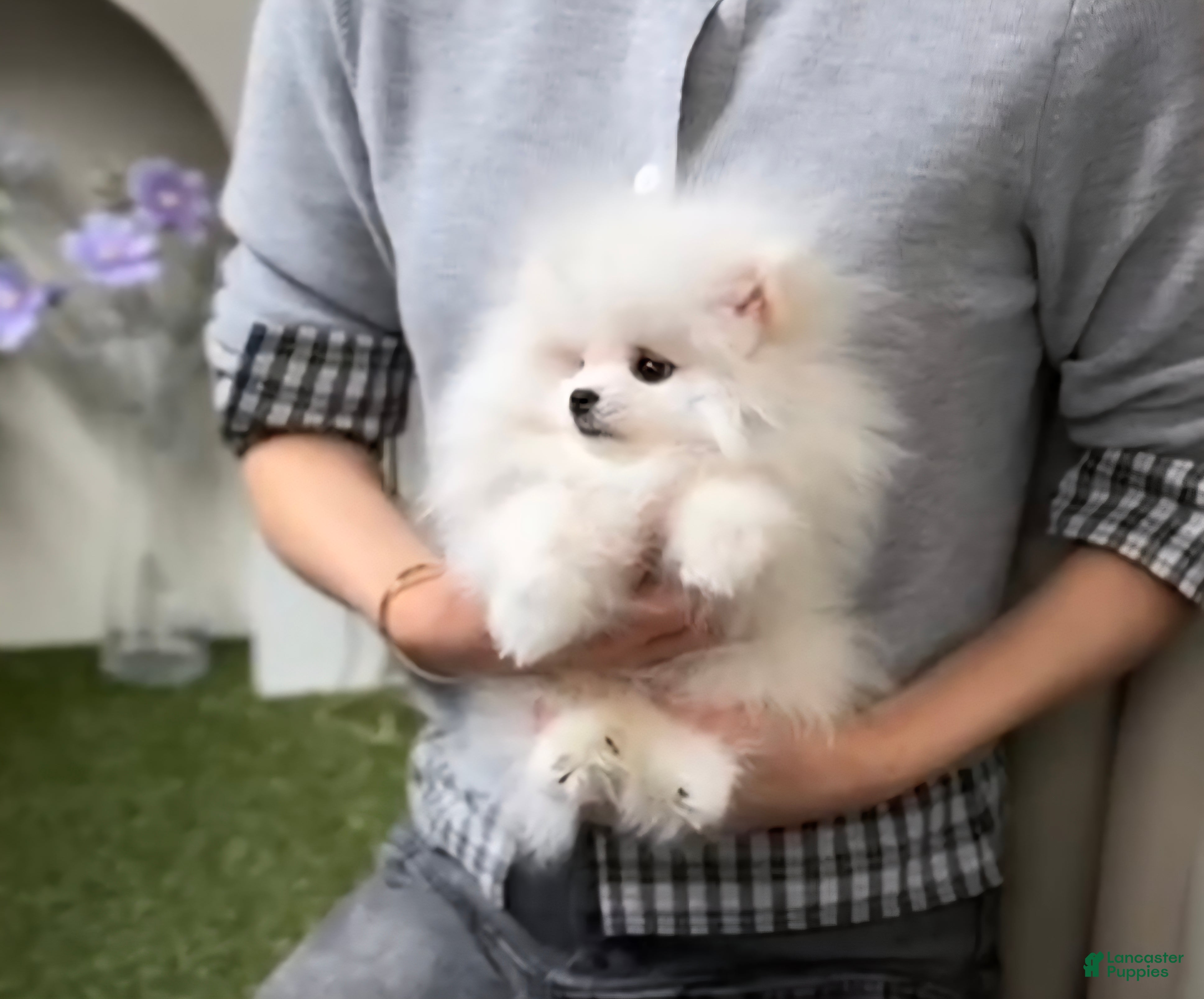 Pomeranian dogs Teodoro coreano  - Ad 8