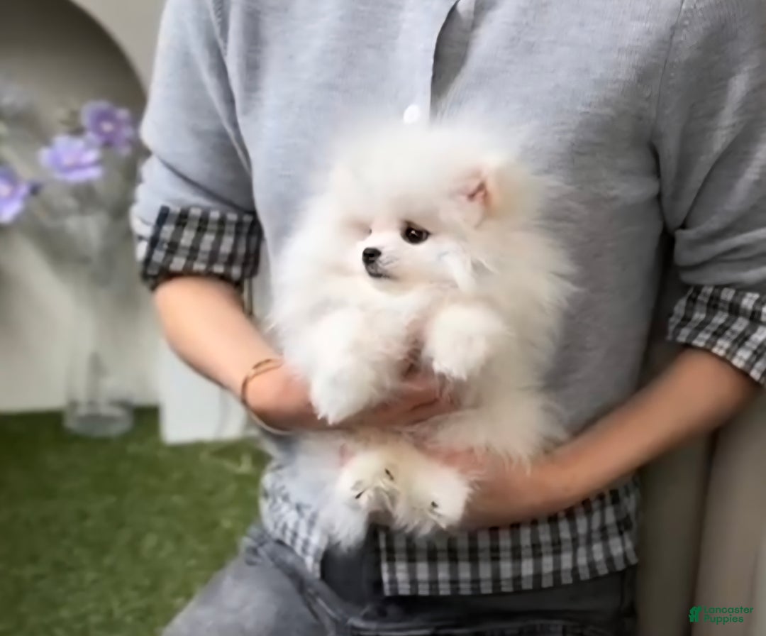 Pomeranian dogs for sale: Teodoro coreano  - Ad 1