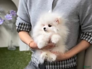 Pomeranian dogs Teodoro coreano - Ad 5
