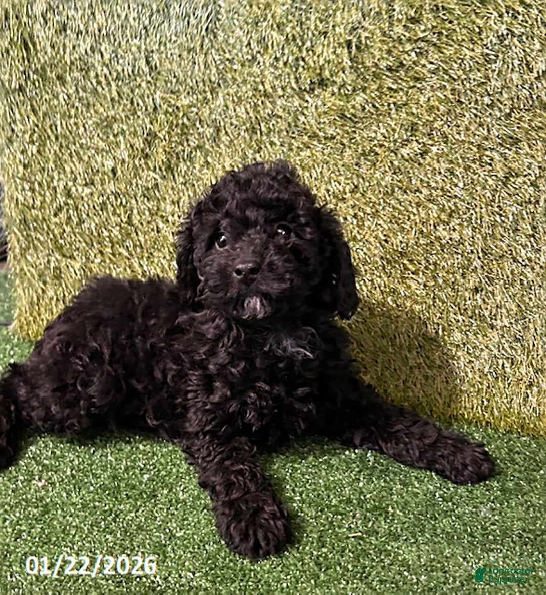 Miniature Poodle dogs for sale: Pippa - Ad 3