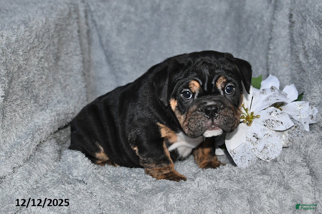 English Bulldog dogs for sale: Sherri - Ad 2