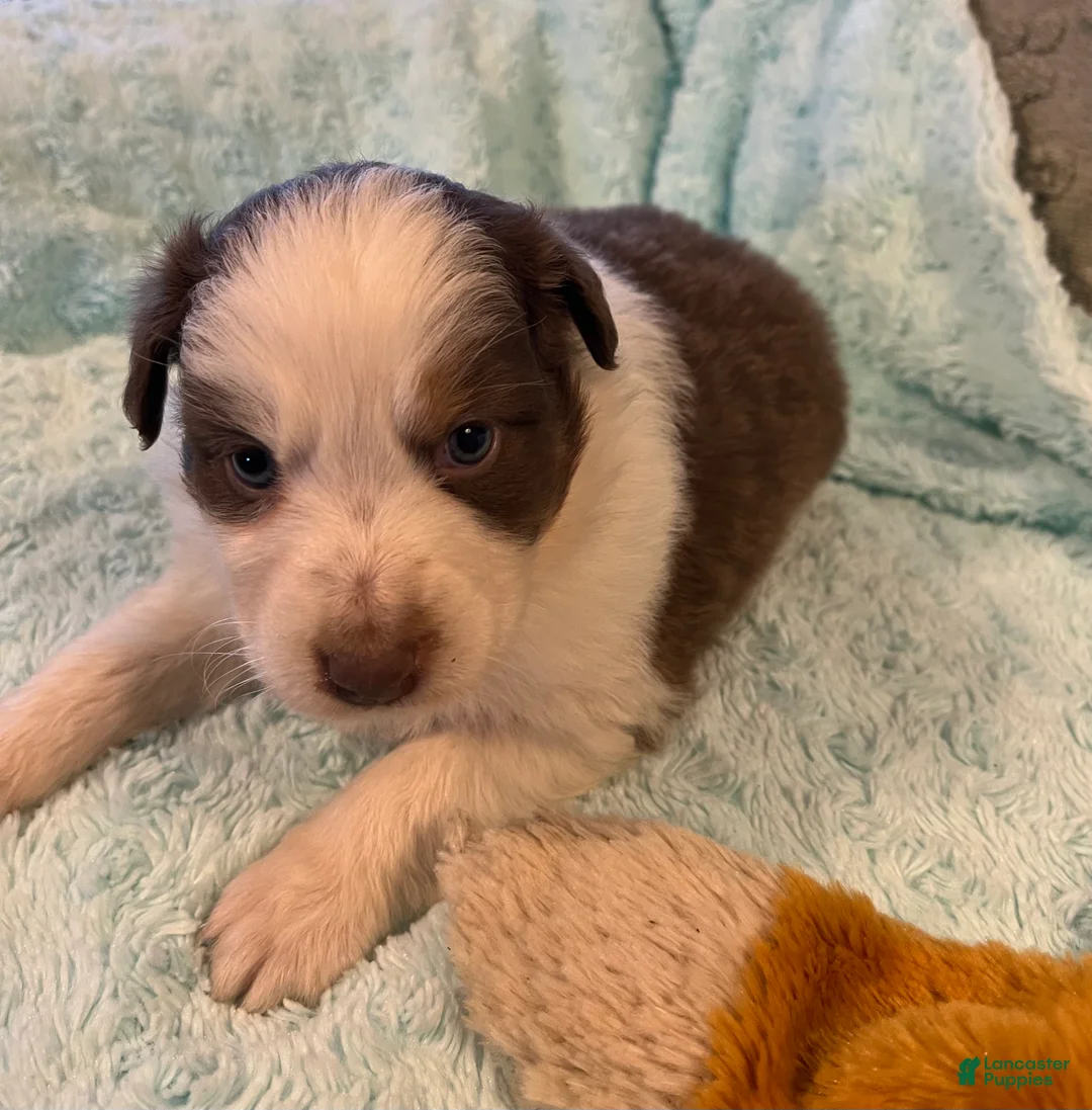 Australian Shepherd dogs for sale: Jollie  - Ad 11
