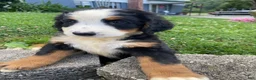 Bernese Mountain Dog dogs for sale: Callie - Ad 12