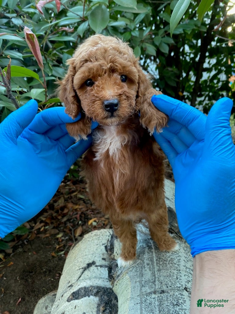Cockapoo dogs Lucy female - Ad 2