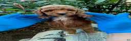 Cockapoo dogs for sale: Lucy female - Ad 2