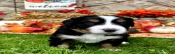 Mixed Breed dogs for sale: Willow - Ad 3