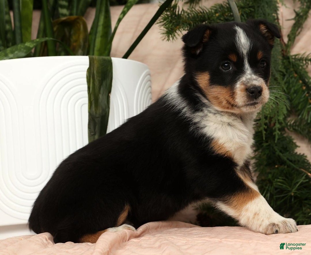 Australian Shepherd dogs for sale: Stella - Ad 6