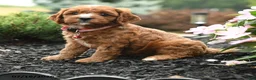 Cavapoo dogs for sale: Geneva - Ad 2