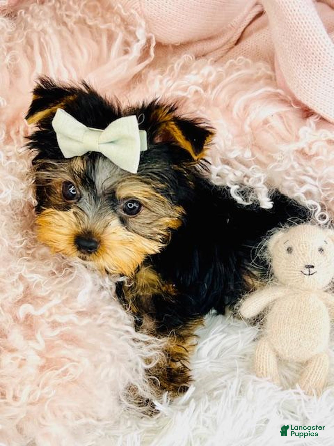 Yorkshire Terrier dogs for sale: Yorkshire Terrier Puppy 1 - Ad 2