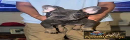 French Bulldog dogs for sale: Porkchop - Ad 1