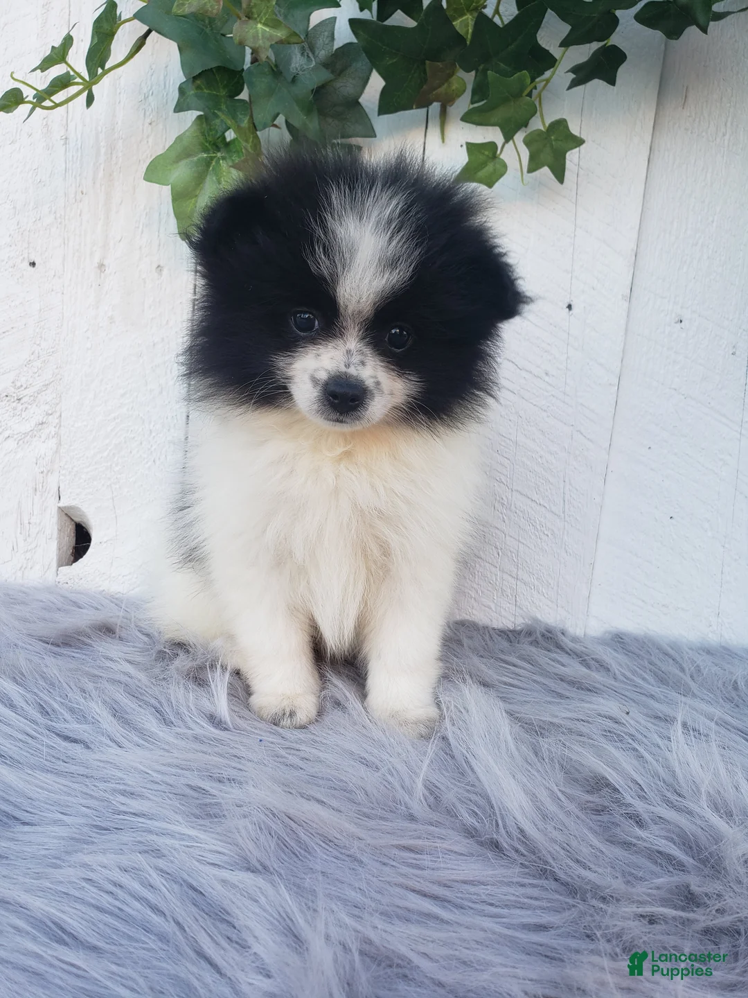 Pomeranian dogs for sale: Abby  - Ad 2