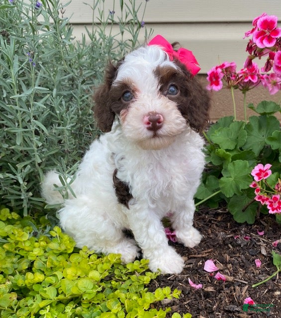 Cavapoo dogs Alice - Ad 2