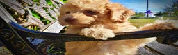 Havapoo dogs for sale: Dr. Pepper - Ad 6