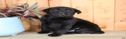 Labrador Retriever dogs for sale: Lulu - Ad 4