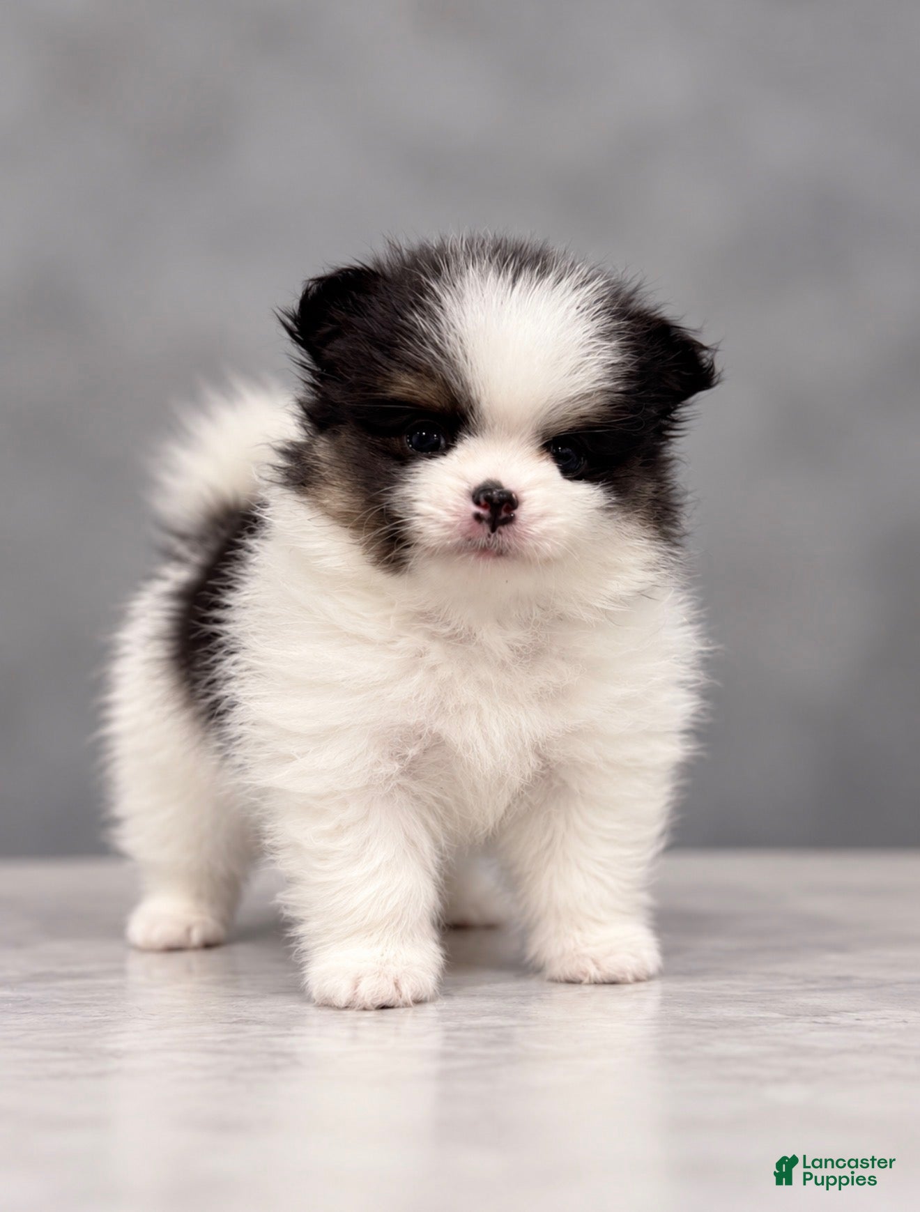 Pomeranian dogs Trixie - Ad 11