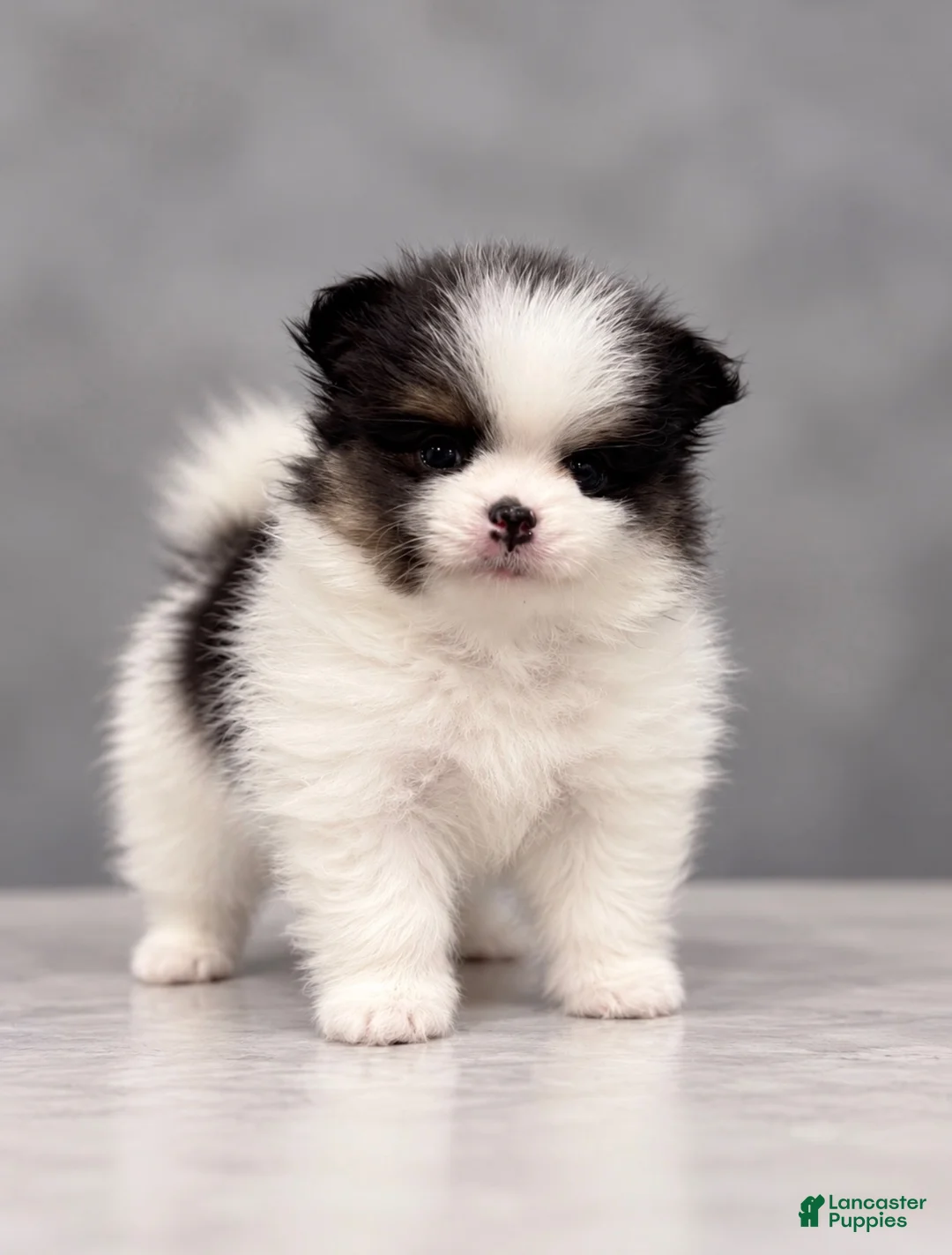 Pomeranian dogs for sale: Trixie - Ad 1