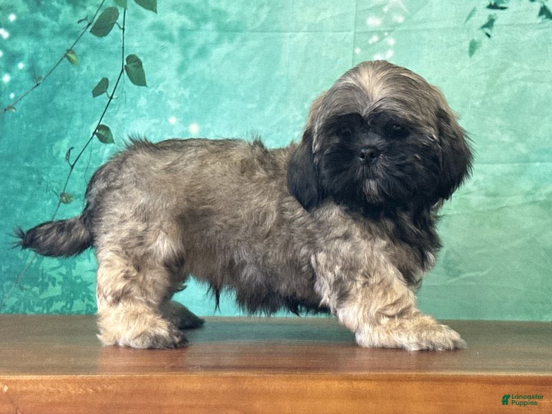 Shih Tzu dogs Hann - Ad 1