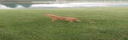 Mixed Breed dogs for sale: Kc - Ad 8