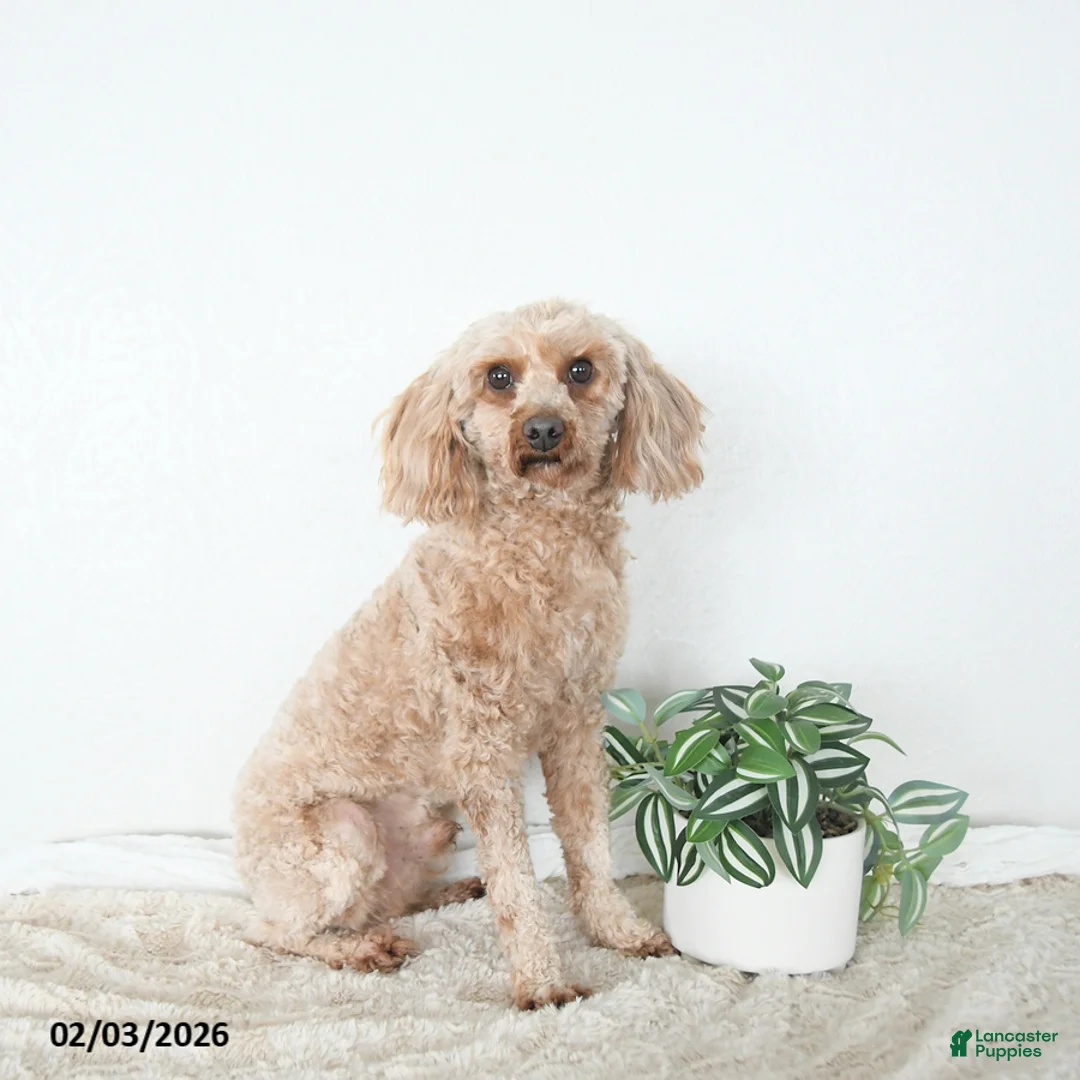 Cavapoo dogs for sale: Zander EXTRA SMALL - Ad 7