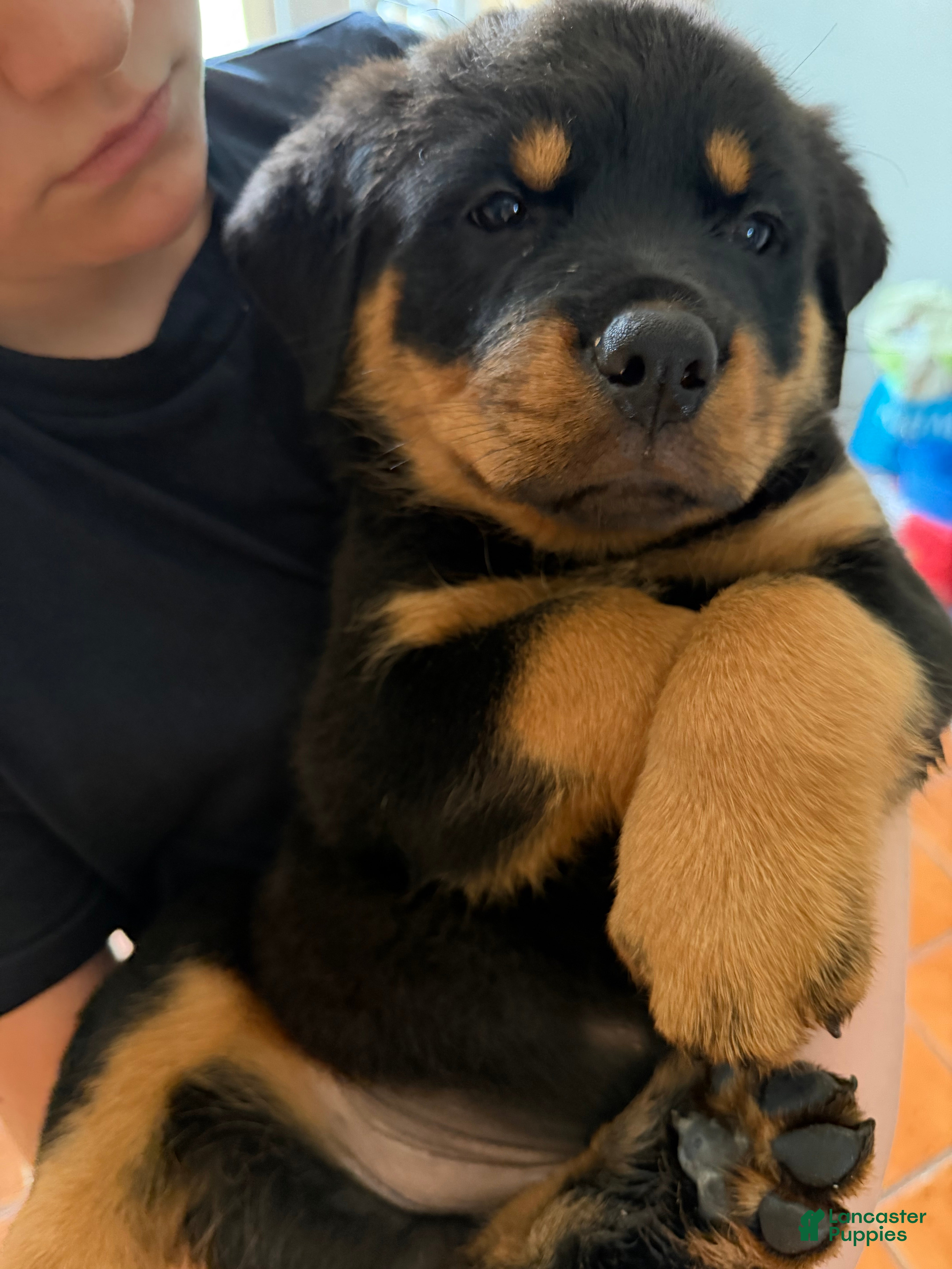 Rottweiler dogs Rottweiler Puppy 6 - Ad 2