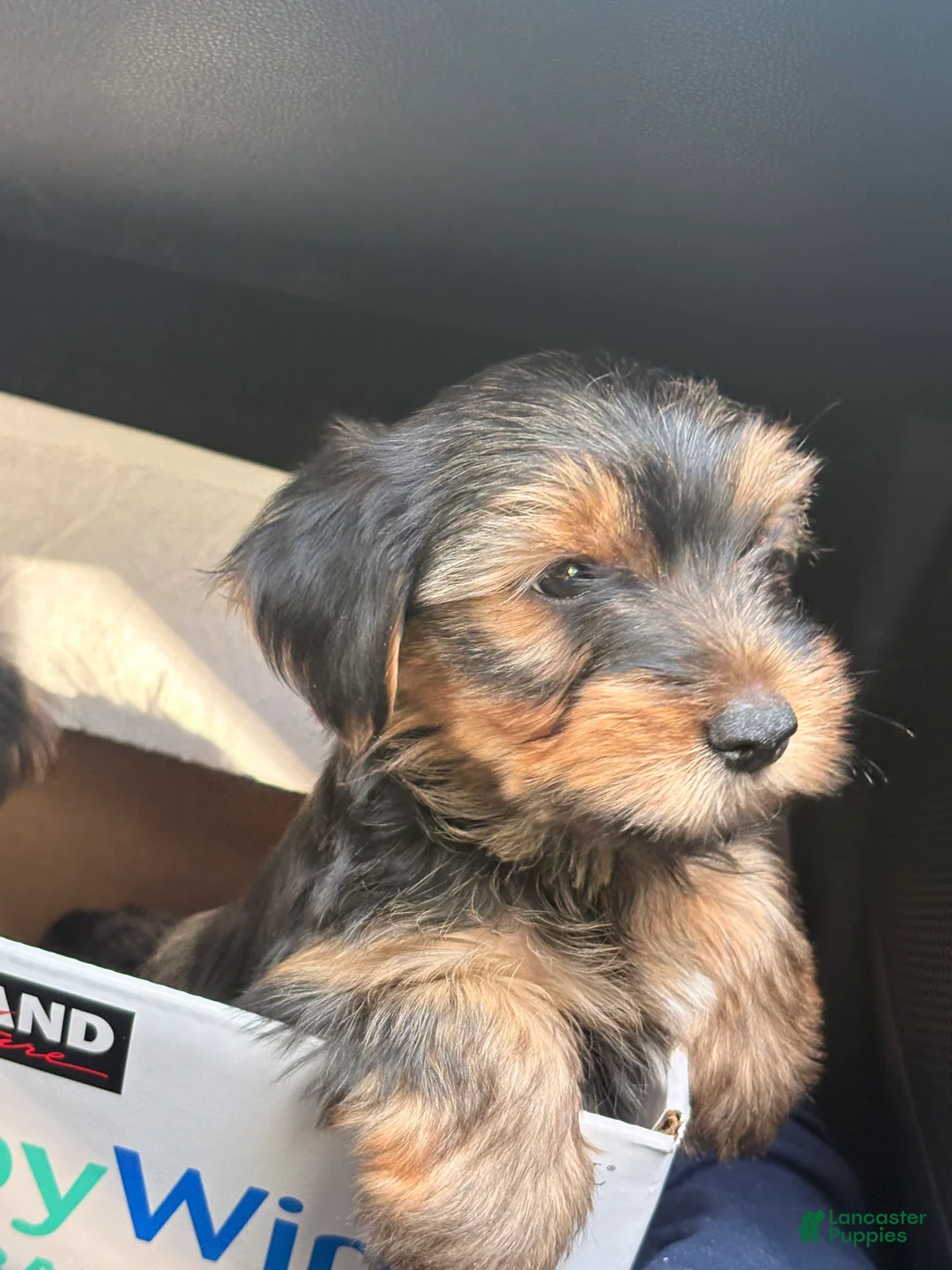 Yorkshire Terrier dogs for sale: Yorkshire Terrier 2 - Ad 1
