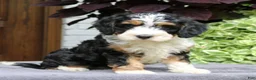 Cavapoo dogs for sale: Cash  - Ad 2