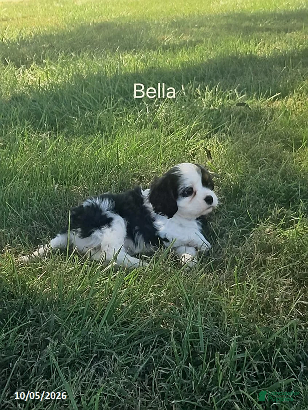 Cavalier King Charles Spaniel dogs for sale: Bella - Ad 2