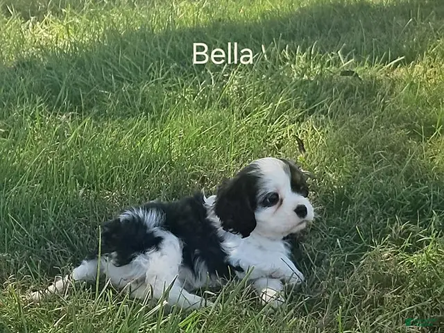 Cavalier King Charles Spaniel dogs for sale: Bella - Ad 2