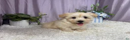 Havanese dogs for sale: Havanese 1 - Ad 3