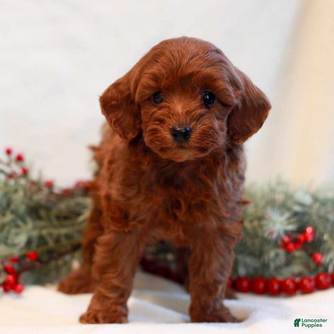 Mini Goldendoodle dogs for sale: Faith  - Ad 3