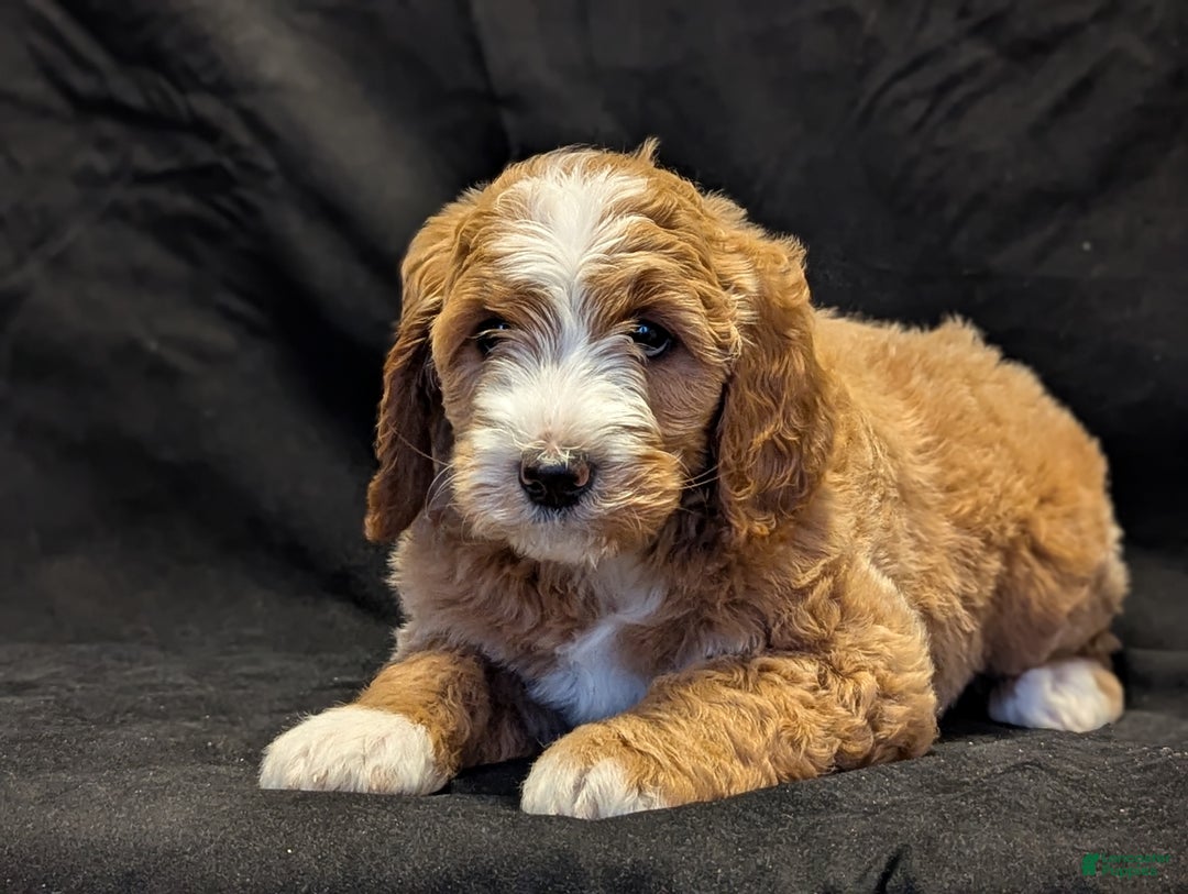 Goldendoodle dogs for sale: Teddy  - Ad 5