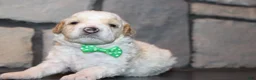 Mini Goldendoodle dogs for sale: Mini Ziggy - Ad 4