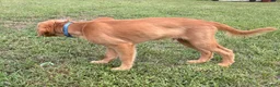 Golden Retriever dogs for sale: Maverick  - Ad 6