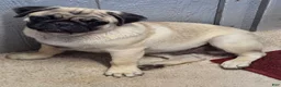 Pug dogs for sale: Buster - Ad 1