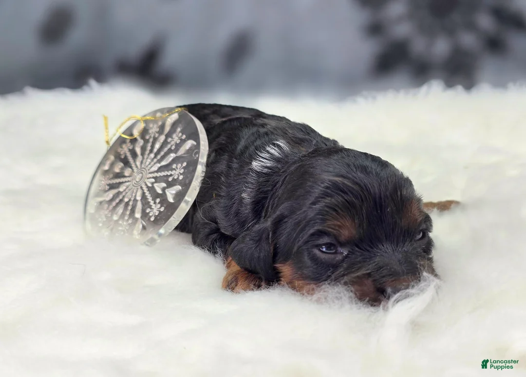 Cockapoo dogs for sale: Cosmo - Ad 1