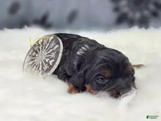 Cockapoo dogs Cosmo - Ad 3