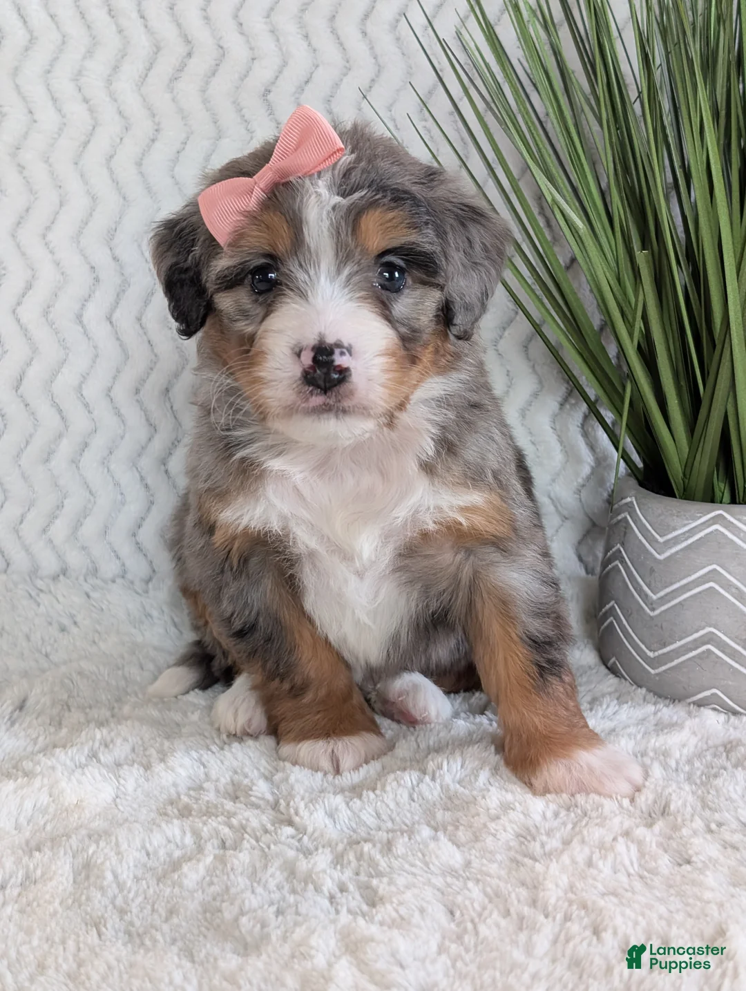 Mini Bernedoodle dogs for sale: Mini Pippa  - Ad 3