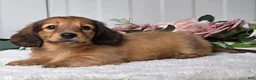 Miniature Dachshund dogs for sale: Marla - Ad 4