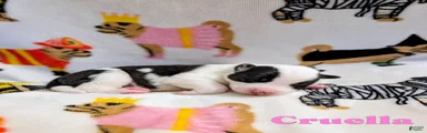 Cruella