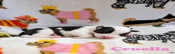 Mixed Breed dogs for sale: Cruella - Ad 1