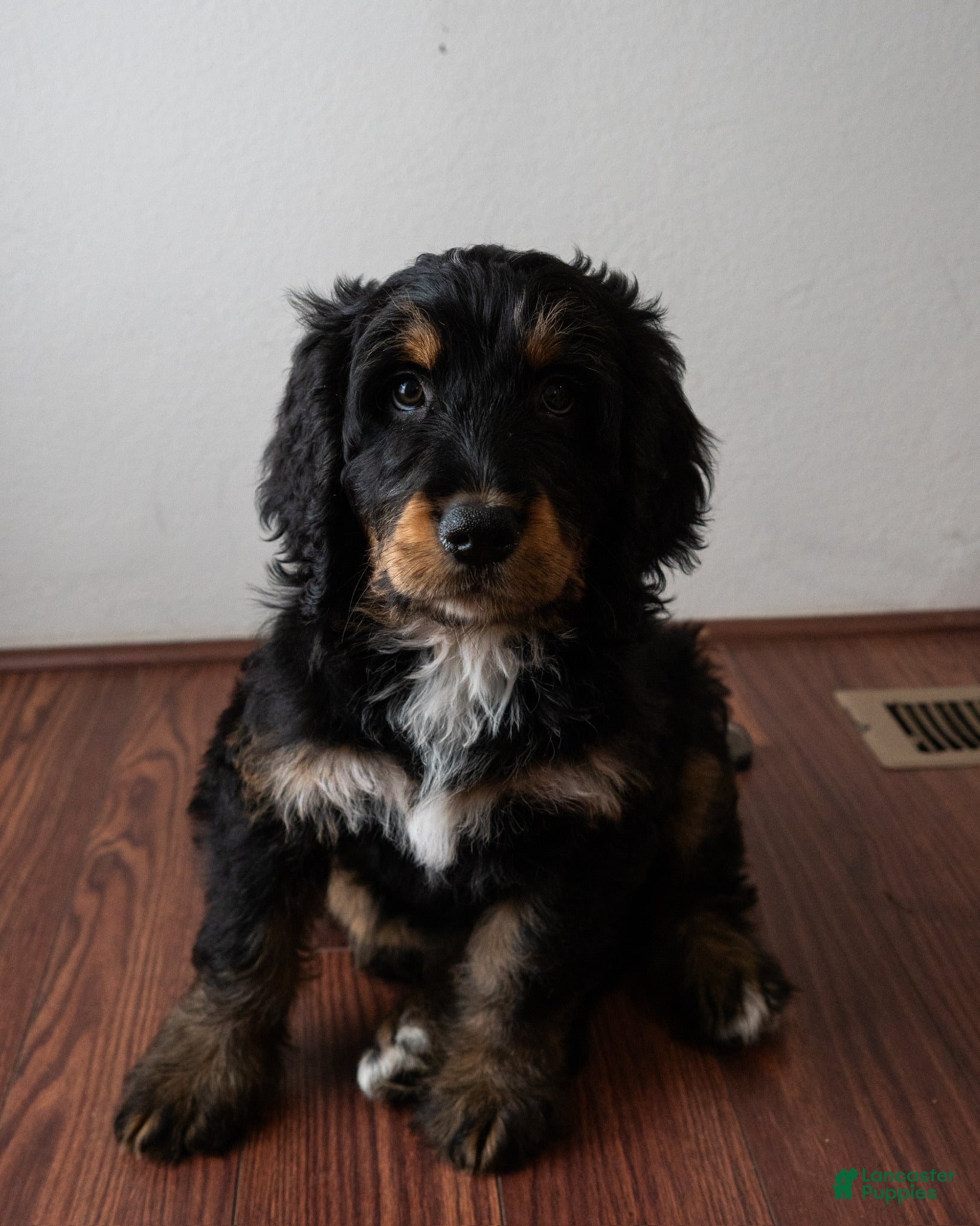 Mixed Breed dogs Mixed Breed Puppy 3 - Ad 6