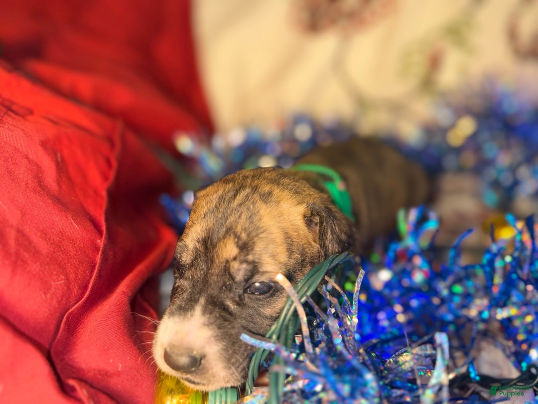 Great Dane dogs for sale: Max - Ad 8