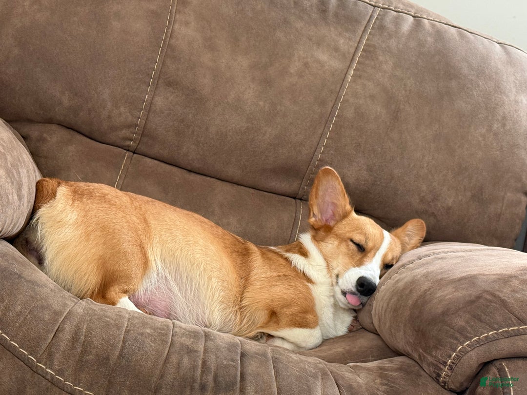 Welsh Corgi Pembroke dogs for sale: Pooh - Ad 8