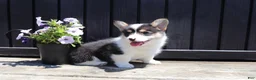 Welsh Corgi Pembroke dogs for sale: Iris - Ad 4