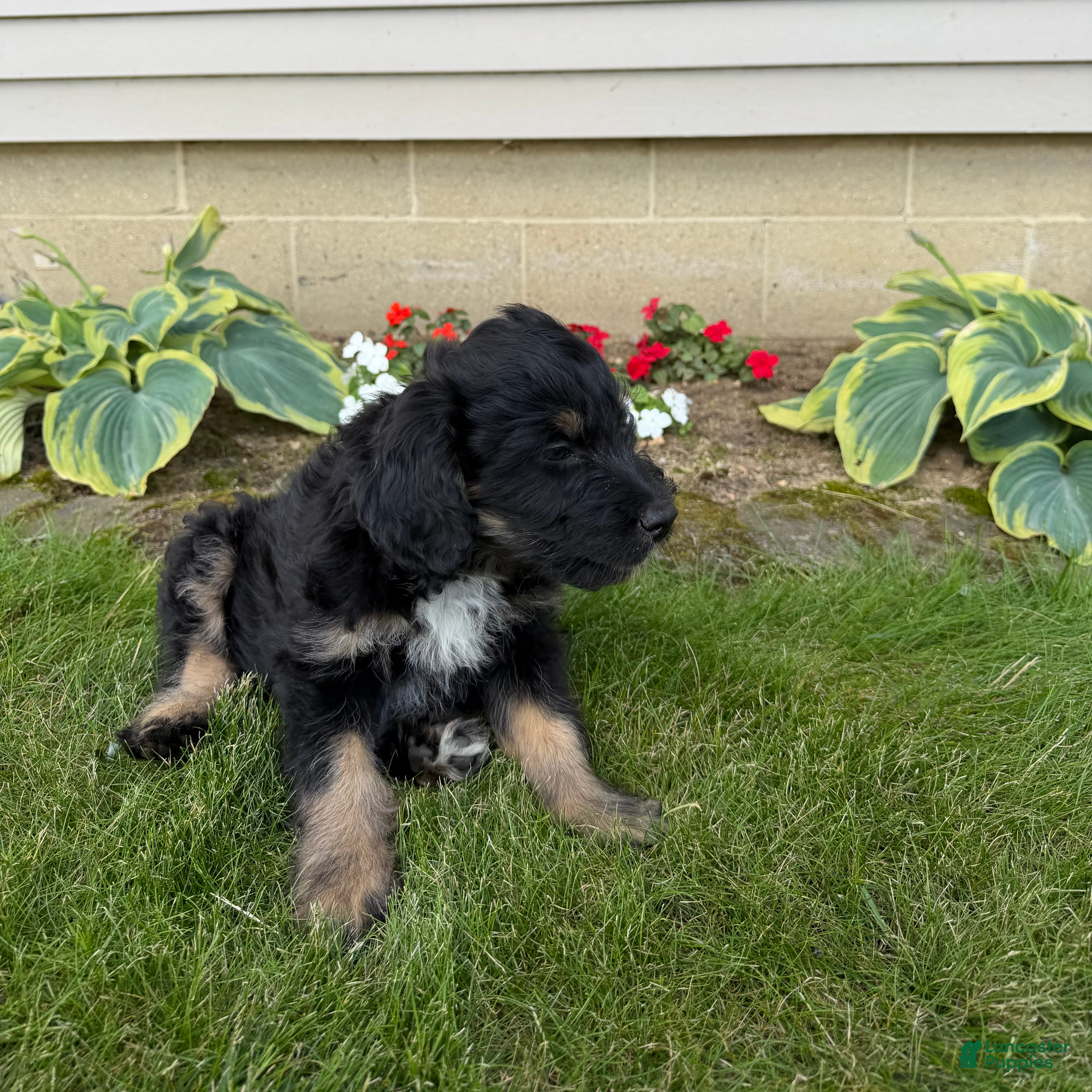Aussiedoodle dogs Leo - Ad 2
