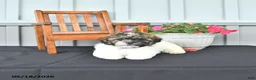 Shihpoo dogs for sale: Patrick - Ad 3